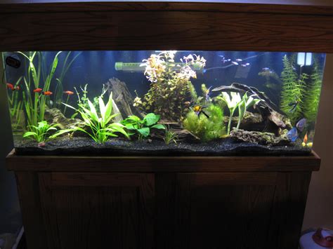 Our fresh water aquarium | Aquarium fish tank, Aquarium fish, Tropical aquarium