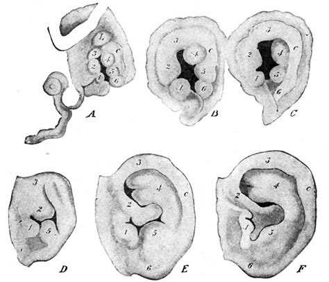 Embryology Of Ear