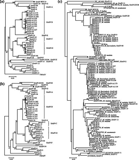 Phylogenetic analysis based on the full-length amino acid sequences of... | Download Scientific ...