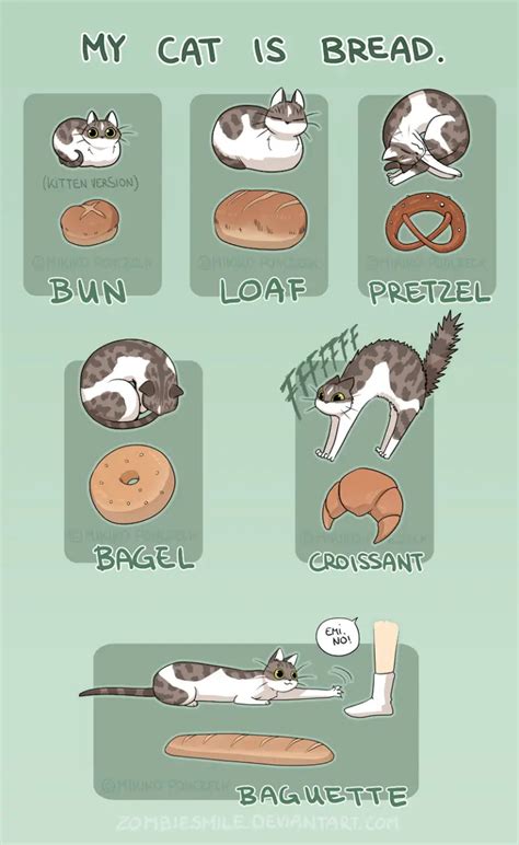 Cat Loaf Meaning: 6 Cat Loafing Positions You Must Know!