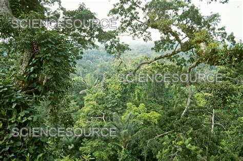 Amazon rainforest canopy | Stock Image - Science Source Images