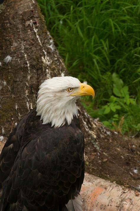 Bald eagle, golden eagle — The Alaska Zoo