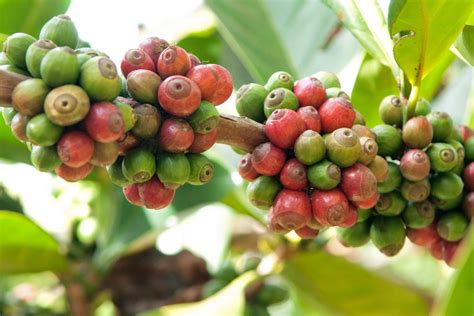 Typica Coffee – Origin & Biological Characteristics - | Definition in ...