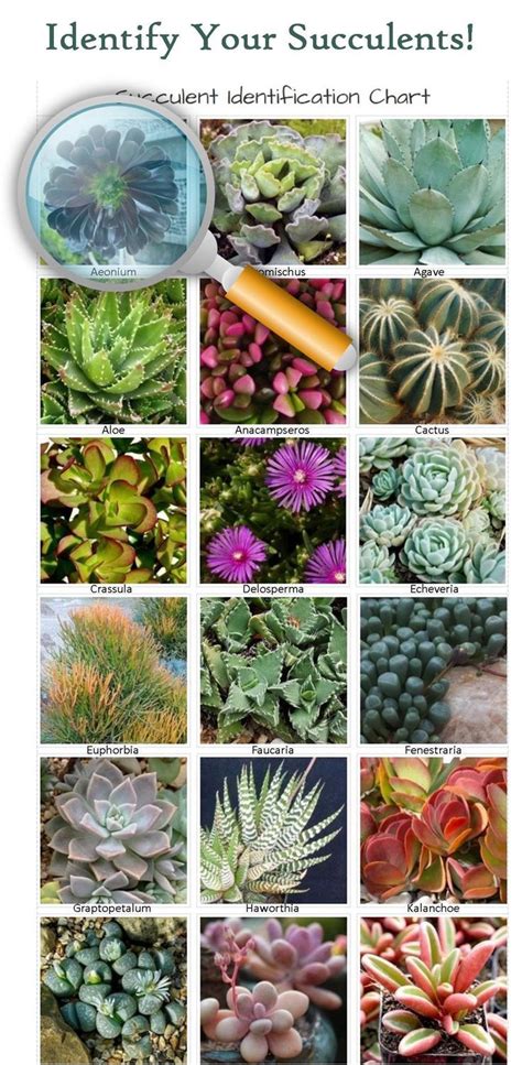 Identifying Types of Succulents - with Pictures | The Succulent ...