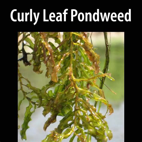 Curly Leaf Pondweed - Alberta Invasive Species Council