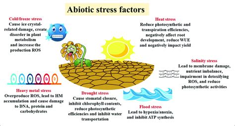 | Abiotic stress factors and their negative effects on plants. ROS,... | Download Scientific Diagram