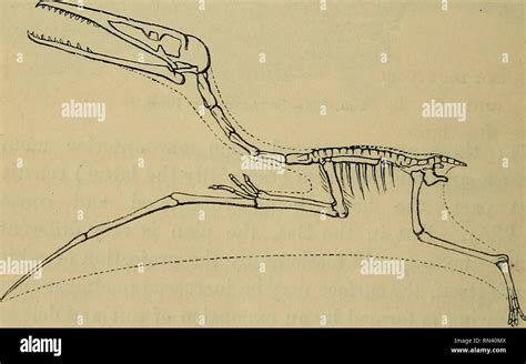 Pterodactyl Skeleton High Resolution Stock Photography and Images - Alamy