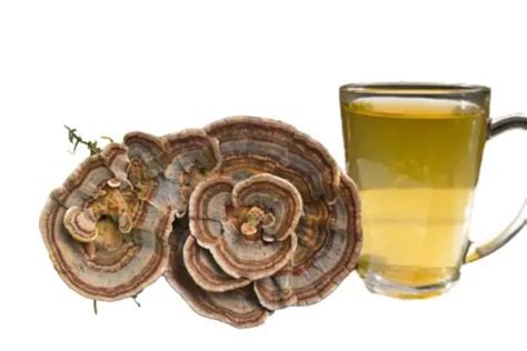 Turkey Tail Mushroom Tea Recipe - Best Tea Crafter