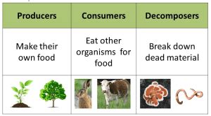 What are living things in an ecosystem? [2022] Guide