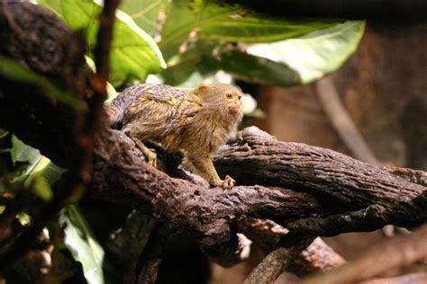 Pygmy Marmoset Facts, Baby, Habitat, Diet, Adaptations, Pictures