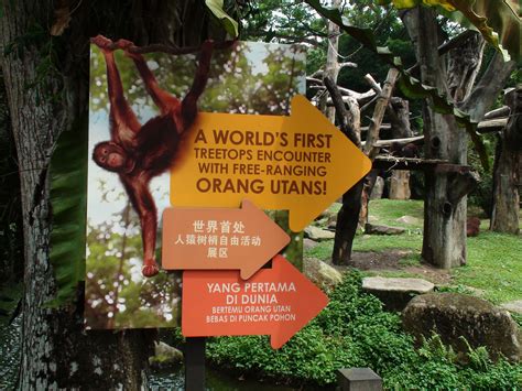 The orang utan habitat is one of the biggest exhibits and pretty unique ...