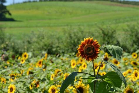 Apple Orchard Middlefield, Connecticut | Lyman Orchards