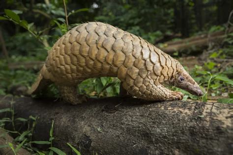 Interesting Facts about Sunda Pangolin - Fact Bud