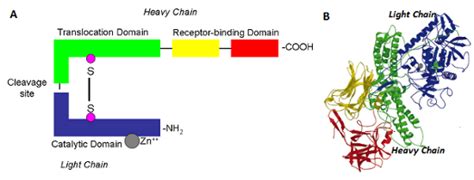 Clostridium Botulinum Structure