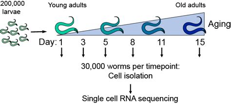 C. elegans aging atlas | Calico research