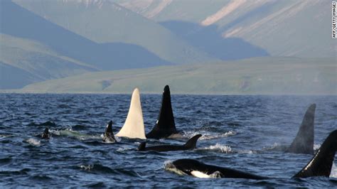 My Moby Dick: Rare albino whale puts on a show off Australian coast ...