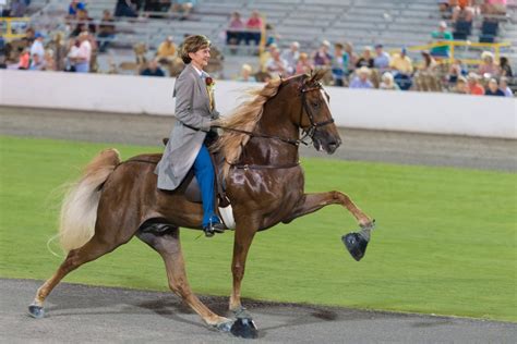 Will U.S. Supreme Court decide the fate of the Tennessee Walking Horse? • Tennessee Lookout