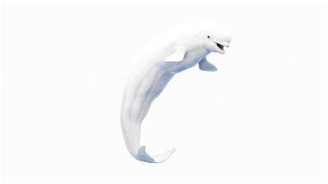 Beluga Whale Animated 3D model - TurboSquid 2148768