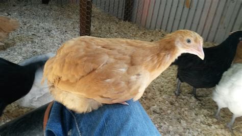 Buff Orpington (with no tail feathers???) | BackYard Chickens - Learn How to Raise Chickens