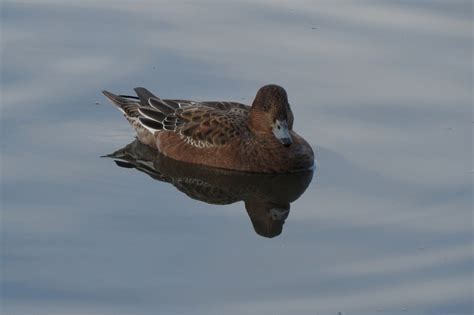 Eurasian Wigeon – John Rakestraw