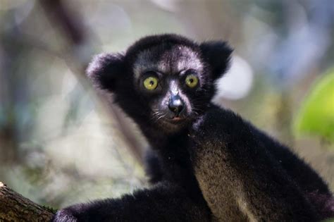 Indri - A-Z Animals