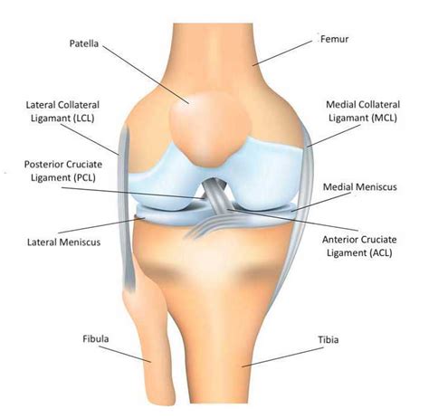 Orthobiologic Cell Treatments for Meniscus Tears And Knee Problems