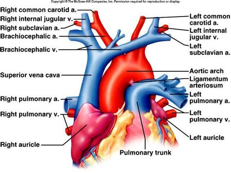 great vessel anatomy - Google Search | Wilhelm röntgen, Anatomie, Röntgen