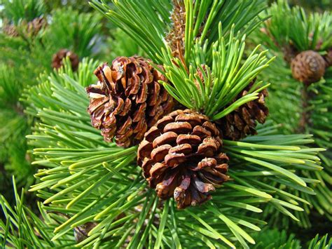 Pine Tree Art Prints Pine Cones Green Forest Baslee Troutman by Baslee Troutman Fine Art Prints ...