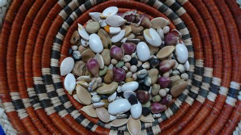 The collection of seeds in acequia culture M Santistevan - New Mexico Acequia Association