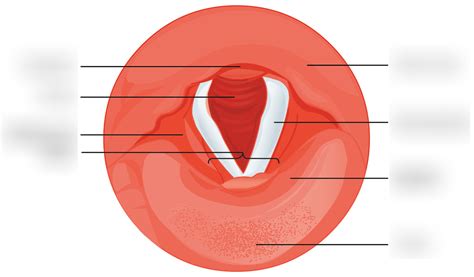 Lab #7 - vocal cords Diagram | Quizlet