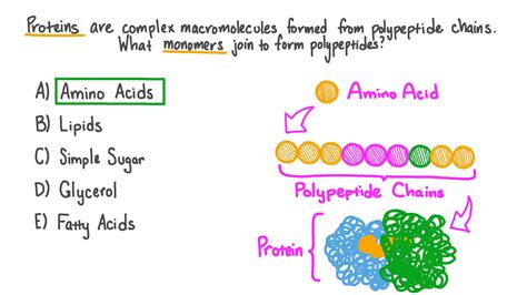 Question Video: Identifying the Monomers That Form a Polypeptide Chain | Nagwa