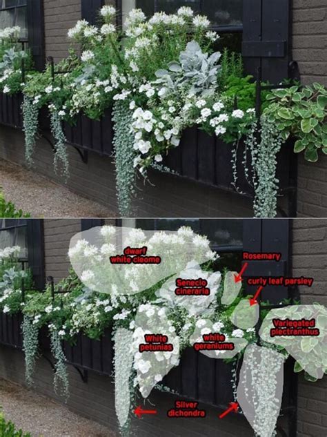 Best Beautiful Cascading Flowers For Window Boxes Ideas 9 # ...