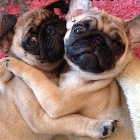 Pug Hugs - YouTube