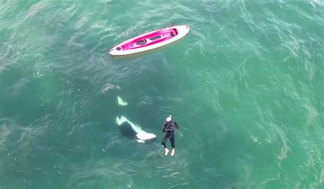 A Kayaker Just Had a Very Close Encounter with Wild Orcas — He Swam With Them - Towleroad Gay News