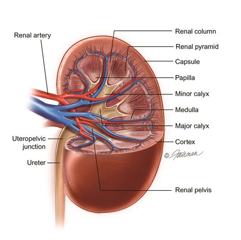 Kidney Cancer: Symptoms, Diagnosis & Treatment - Urology Care Foundation