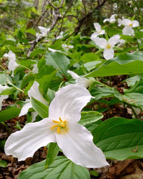 Great White Trillium – TZ Native Plants Sales