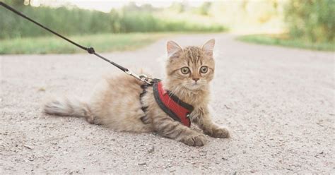 Looking for information on how to train your cat to walk on a leash? Discover 10 simple steps to ...