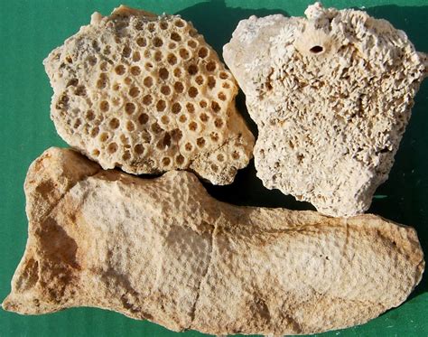 Fossil corals: Fossil corals : More Corals, more Fossils