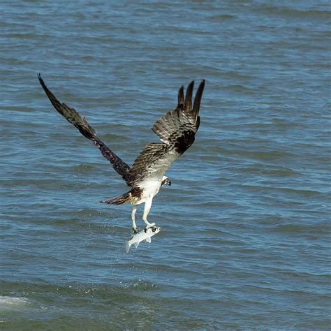 Osprey Goes Fishing 2 Photograph by Patricia Schaefer - Fine Art America