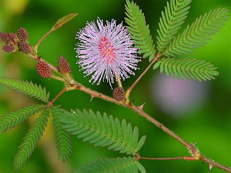 Mimosa pudica (Sensitive Plant) is a creeping annual or perennial herb. The stem is erect in ...