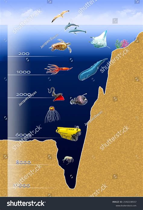 Illustration Ocean Depth Infographic Some Examples Stock Illustration ...