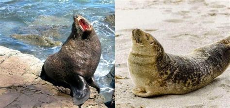 Sea Lion vs Seal: Main Differences - Ocean Info