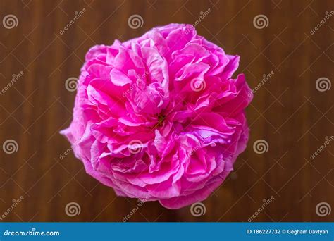 Pink Carnation Flower, Pink Carnation Flower Isolated Stock Photo - Image of floral, natural ...