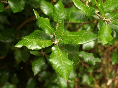 Quercus ilex - Holm Oak (Fagaceae Images)