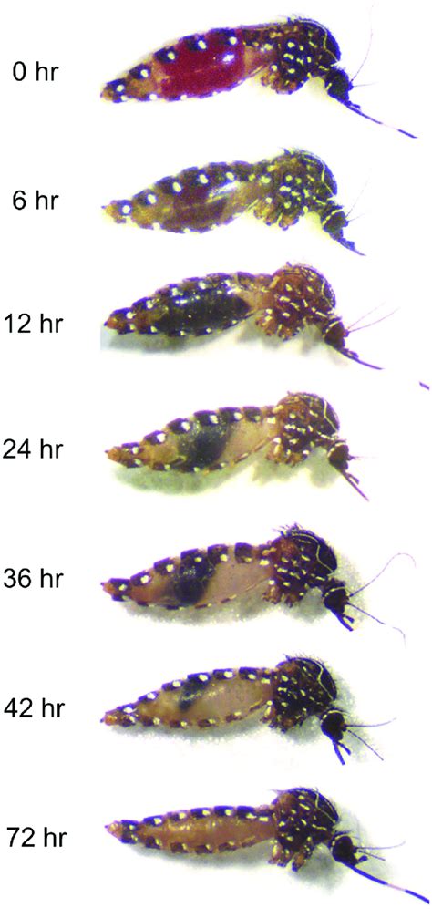 Aedes notoscriptus at different stages of blood meal digestion.... | Download Scientific Diagram