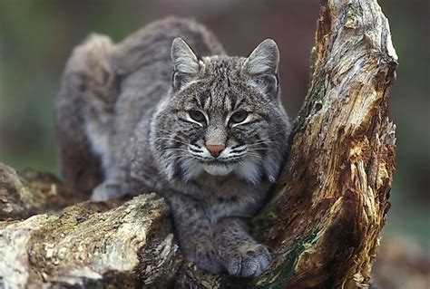 Bobcat Facts: Animals of North America - WorldAtlas.com