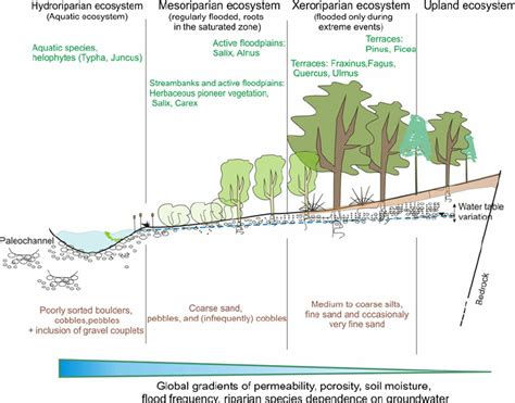 Riparian Zone Diagram