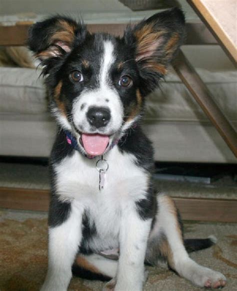 67+ Australian Shepherd Border Collie Sheltie Mix Image - Codepromos