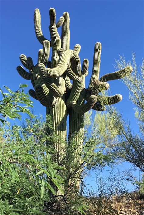 Running Routes: Tucson Saguaro Cactus Desert Running Route