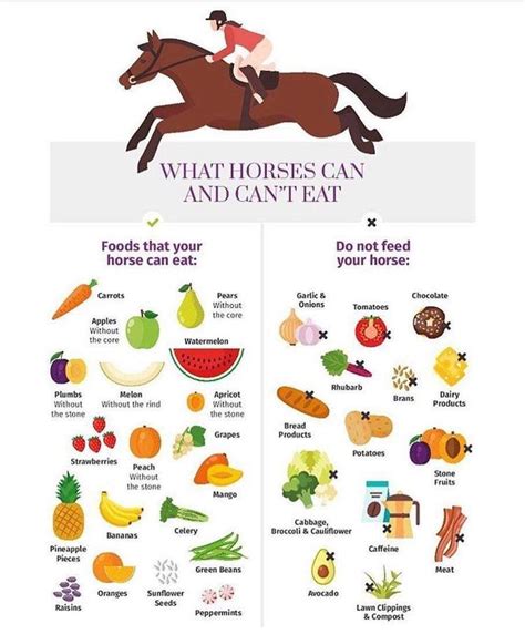 Pin by J.E. Mason on Horse care & training | Horse food, Horse ...